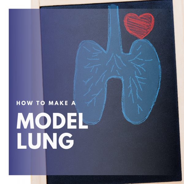 Model lung