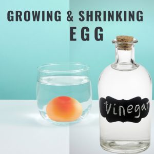 Shrinking egg